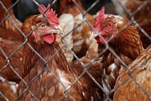 Азербайджан ограничил ввоз российской птицы из-за гриппа в Астраханской области