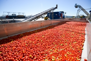 В планах АПК «Астраханский» увеличение объёмов производства томатной пасты