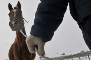 В Астрахани молодые люди украли лошадь, чтобы разделать её и продать в соседнем городе