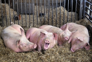 Астраханские фермеры нарушают правила содержания свиней и утилизации отходов