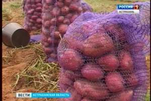 Нынешний сельскохозяйственный год для Астраханской области складывается удачно