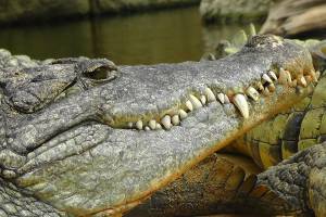 Выживший в пожаре астраханский крокодил все еще находится в «Октябре»