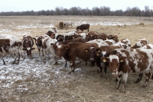 В Астраханской области разводят айрширских коров