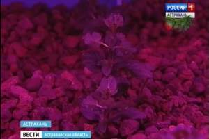 В Астрахани нанофермер пытается вырастить овощи с помощью фотосвета