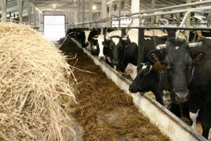 В Астраханской области обеспеченность кормами скота в зиму составляет 97%