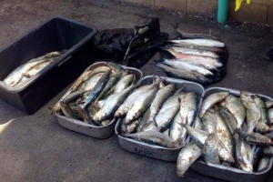 В Астраханской области на границе задержали «газель» с крупной партией рыбы частиковых видов