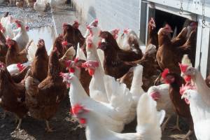На астраханской птицефабрике уничтожили всех кур из-за птичьего гриппа
