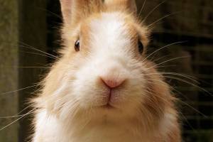 Кролики привели астраханца в лапы мошенников