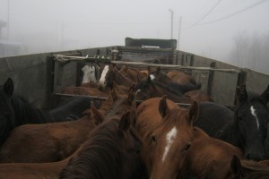 Россельхознадзор не пропустил через «Караузек» 14 лошадей из Дагестана