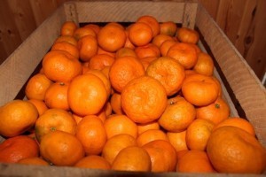 В Астрахань пытались ввезти почти две тонны пакистанских мандаринов