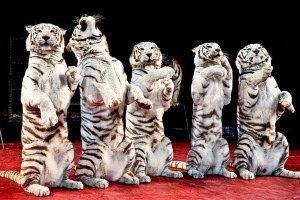 Белые тигры напали на пьяного работника волгоградского цирка