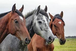 В Астраханской области задержали лошадей