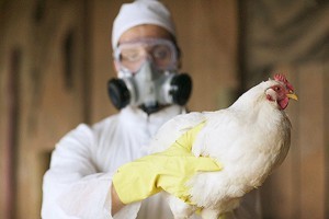 Астраханцев предупредили о возможном возникновении новых очагов птичьего гриппа