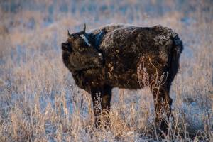 В Астраханской области 45 бычков не прошли через границу