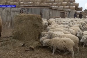 Астраханским овцеводам приходится экономить до полутора тонн комбикорма в день