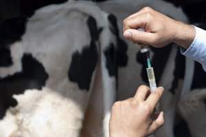 В Астрахани приступили к вакцинации скота от нодулярного узелкового дерматита