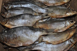 Из Астраханской области пытались вывезти тонну вяленой рыбы