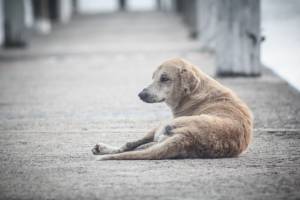 Памятник брошенной собаке появится в Астрахани