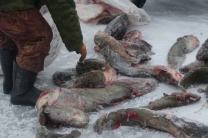 В Астраханском заповеднике задержали браконьеров, которые поймали почти полтонны рыбы
