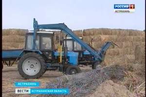 В Астраханской области началась доставка кормов в степную зону на животноводческие точки