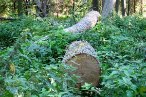 Житель Астраханской области осуждён за незаконную вырубку ясеней