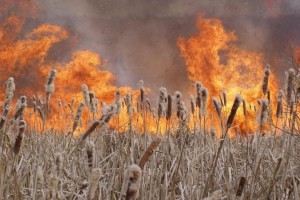 В Астраханской области снова горит камыш