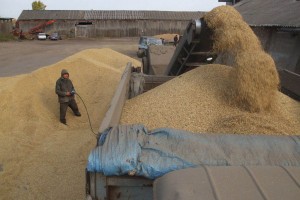 В Волгоградской области под завалами зерна погиб сепараторщик