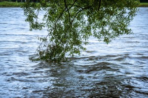 Большой паводок, который ожидается в этом году, поможет воспроизводству биоресурсов в Волго-Каспийском бассейне