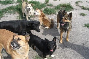 Бродячие собаки покусали четверых детей в Советском районе Астрахани