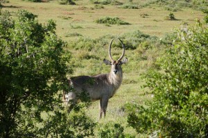 Реликтовый вид антилопы возьмут под усиленную охрану в Астраханской области