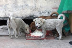 Астраханцы разбрасывают мусор, который приманивает собак