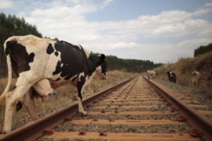 На Приволжской магистрали борются с бесхозным скотом на железнодорожных путях