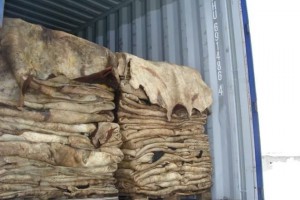 Из «Караузека» обратно в Казахстан отправлено 15 тонн шкур мелкого рогатого скота