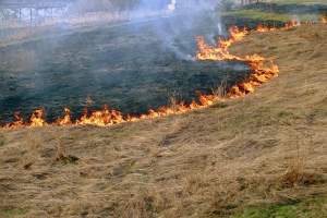 В Астрахани участились случаи возгораний камыша и сухой травы