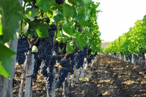 Площадь виноградников на территории  Астраханской области в 2017 году будет удвоена
