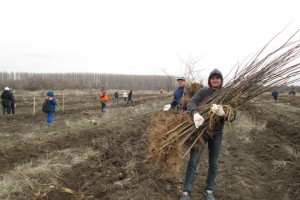В Астрахани железнодорожники высадили более тысячи деревьев