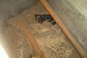 В Астраханской области сотрудники полиции спасли бездомную собаку