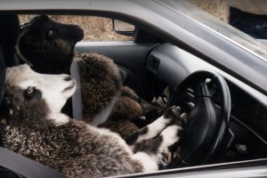 Пьяный житель Астраханской области пытался увезти на такси похищенную у соседа овцу