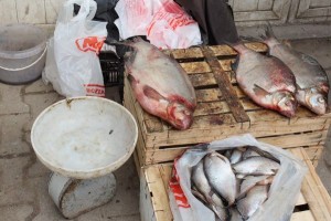В Астраханской области проходят проверки в местах несанкционированной торговли рыбой