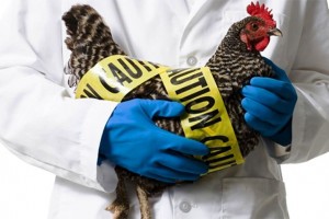Астраханской области осенью угрожает очередная эпидемия птичьего гриппа