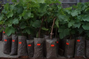 В Астрахань пытались ввезти саженцы винограда с высоким фитосанитарным риском