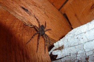 В Астрахани возле одного из жилых домов свободно гуляет тарантул