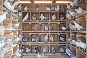Из Астраханской области в Казахстан пытались вывезти 50 домашних голубей