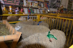 В Астраханской области пройдёт Российская выставка племенных овец
