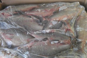 Жители низовых сёл Астраханской области жалуются на нелегальных скупщиков рыбы