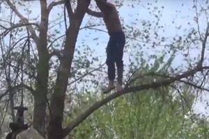 Астраханские спасатели около часа снимали с дерева кричащего мужчину