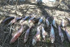 В Астраханской области задержали двух охотников за ценными породами рыб