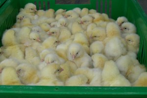 Из Астраханской области пытались вывезти цыплят без ветеринарных документов