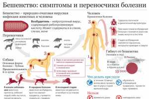 В Астраханской области станет проще пройти вакцинацию против бешенства