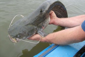 В Астраханской области приёмщик скрыл часть рыбного улова